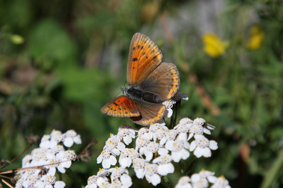 Lycaena hippothoe?